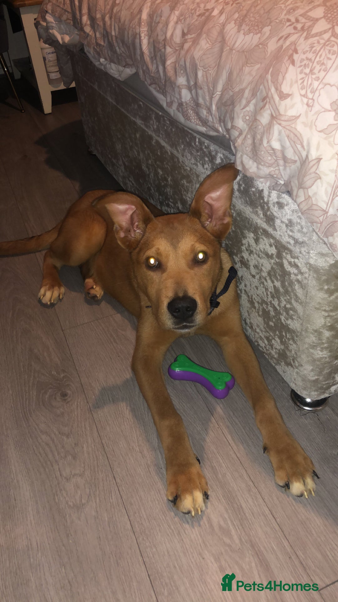 Mixed Breed dogs for sale: Bella  - Advert 1