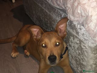 Mixed Breed dogs Bella - Advert 8