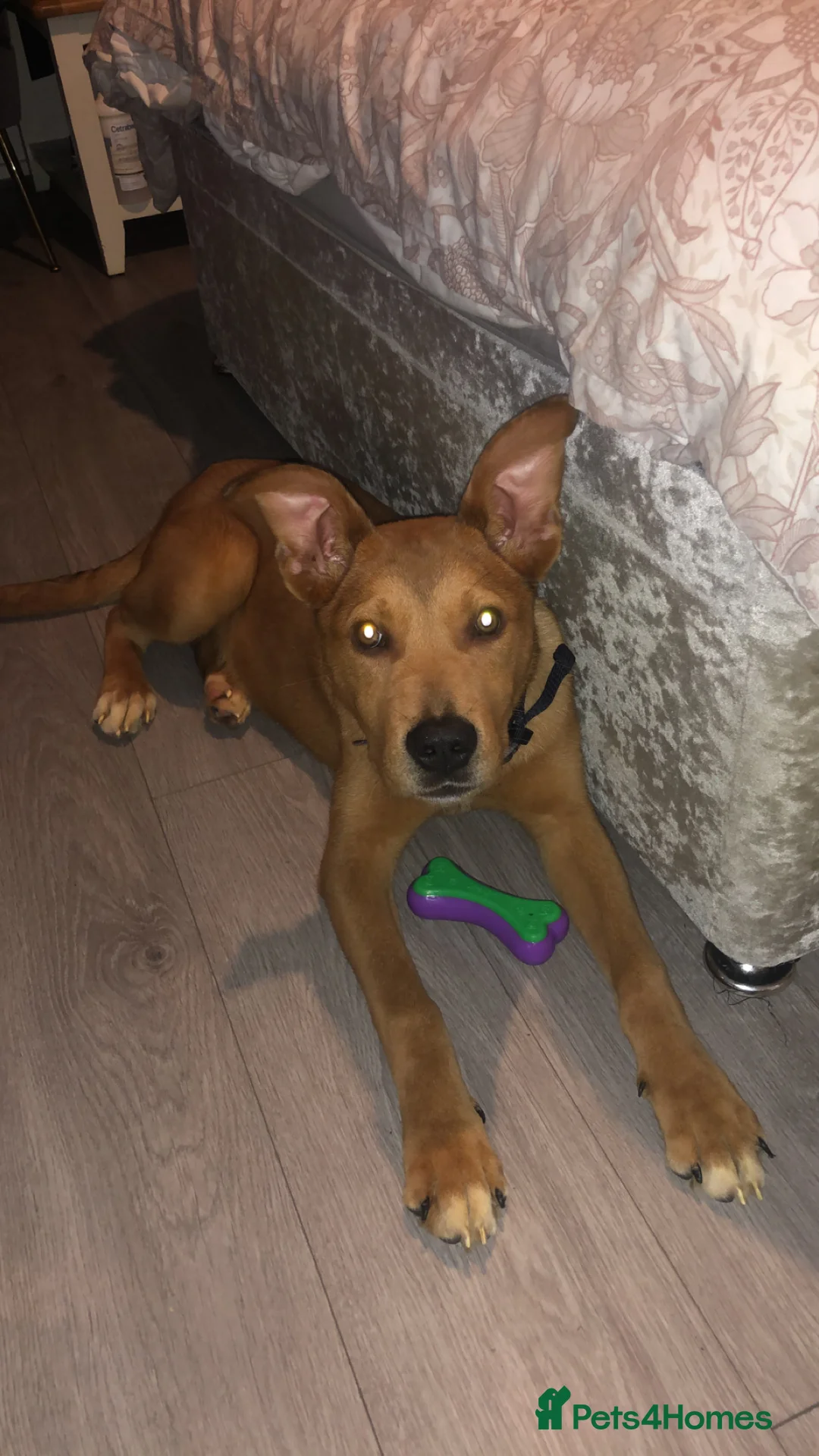 Mixed Breed dogs for sale: Bella  - Advert 1