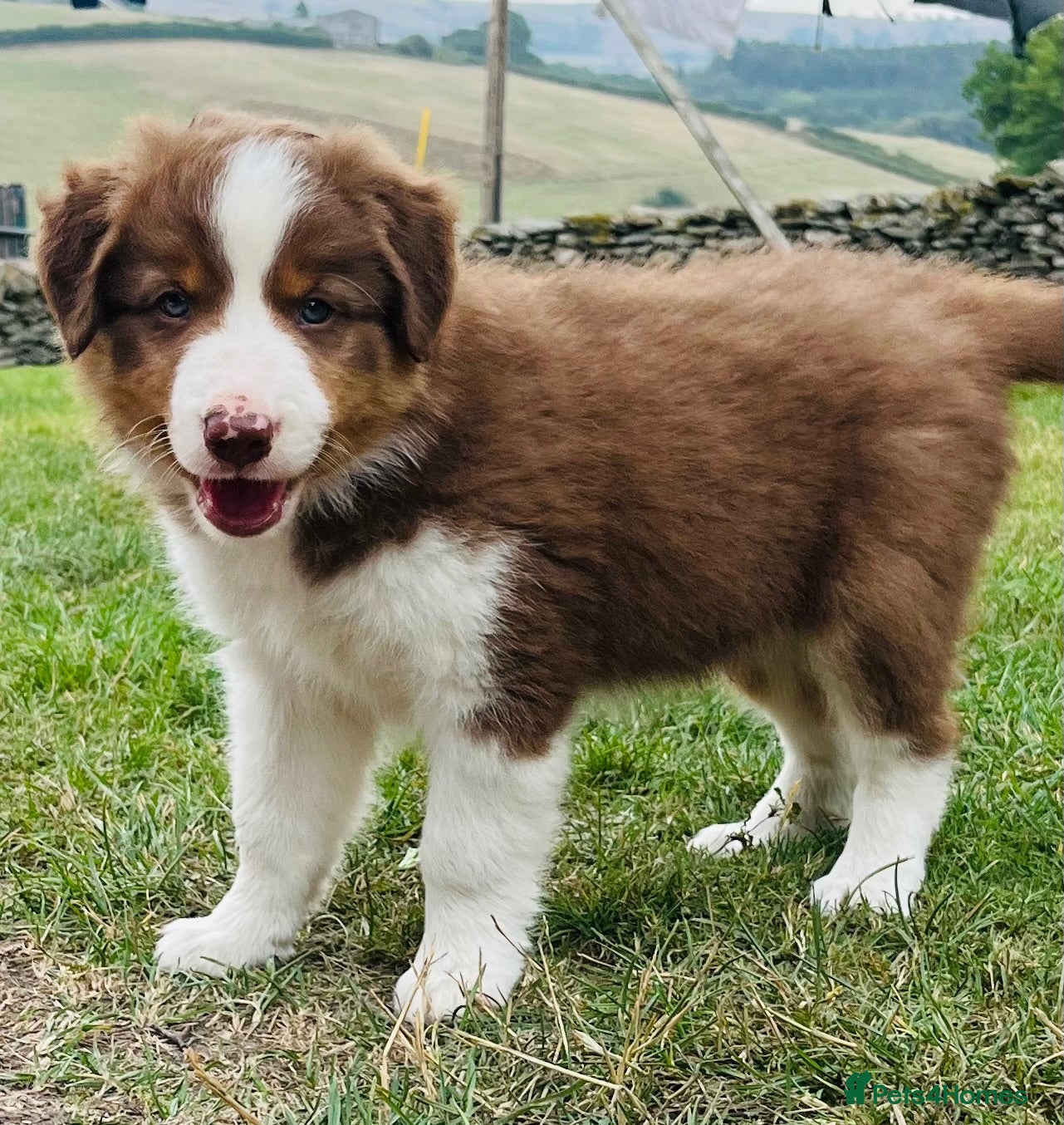 Border Collie dogs Adorable Border Collie Puppies for sale - Advert 6
