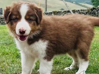 Border Collie dogs Adorable Border Collie Puppies for sale - Advert 6