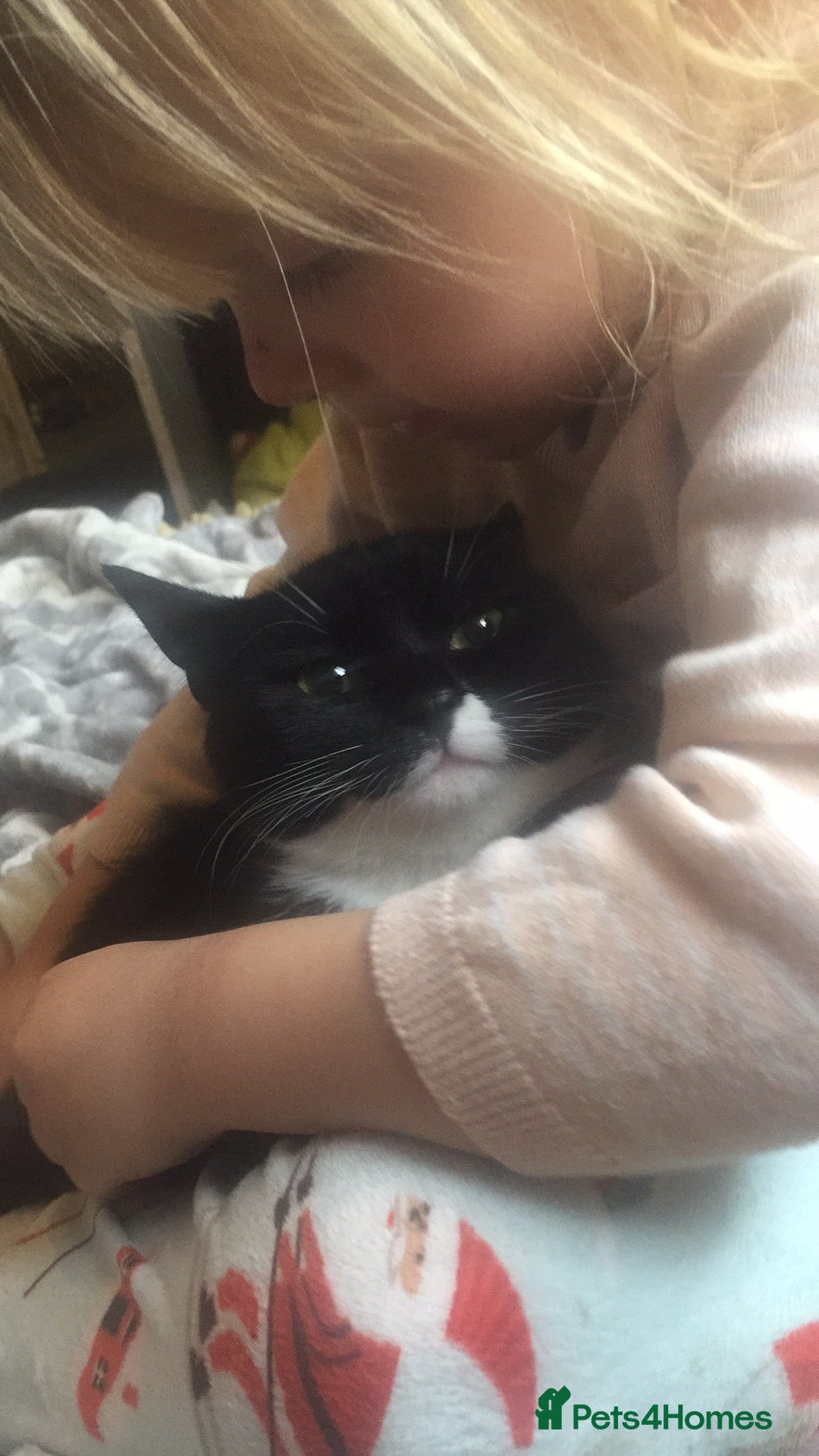 Mixed Breed cats for sale: Black and white kitten £30  - Advert 1