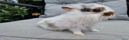 Lionhead rabbits for sale: 2 lionhead boys - Advert 17