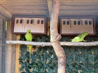 Parakeets birds Ring-necked parakeets - Advert 1