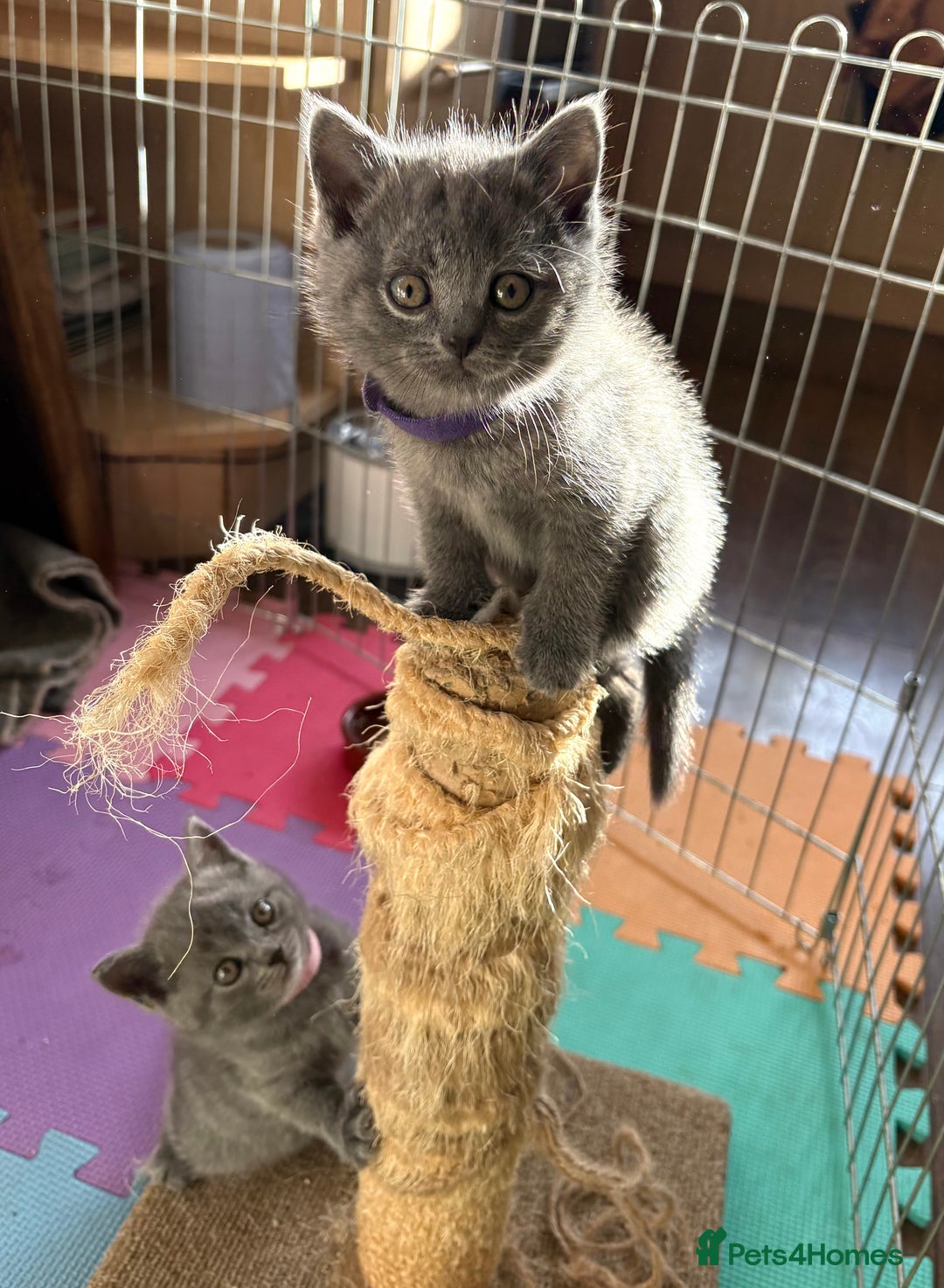 British Shorthair cats for sale: Adorable British Shorthair Kittens For Sale  - Advert 13