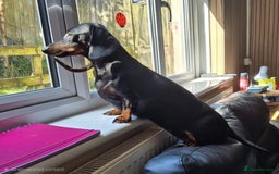 Dachshund dogs for sale: Beautiful boy looking for a forver home  - Image 1
