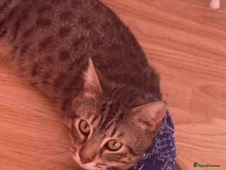 Bengal cats - Advert 34