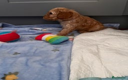 Cavapoo dogs for sale: * Cavapoo Boys available * - Image 8