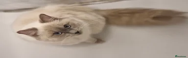 Ragdoll 1