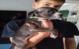 Mixed Breed dogs for sale: Mastiff cross  - Image 18