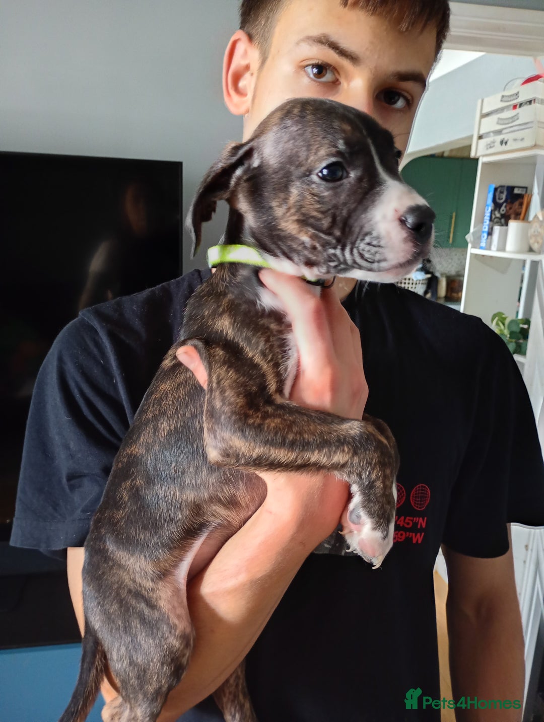 Mixed Breed dogs for sale: Mastiff cross  - Image 18