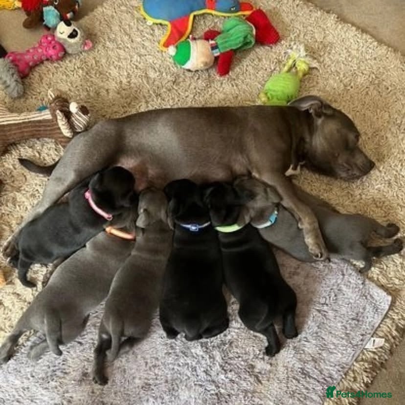 Staffordshire Bull Terrier dogs Excellent Home Raised Staffy’s Pups Ready  - Advert 1