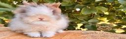Lionhead rabbits for sale: Fully Vaccinated Lionheads Ready Now  - Advert 5