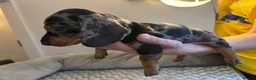 Dachshund dogs for sale: Dachshunds for sale - Advert 10