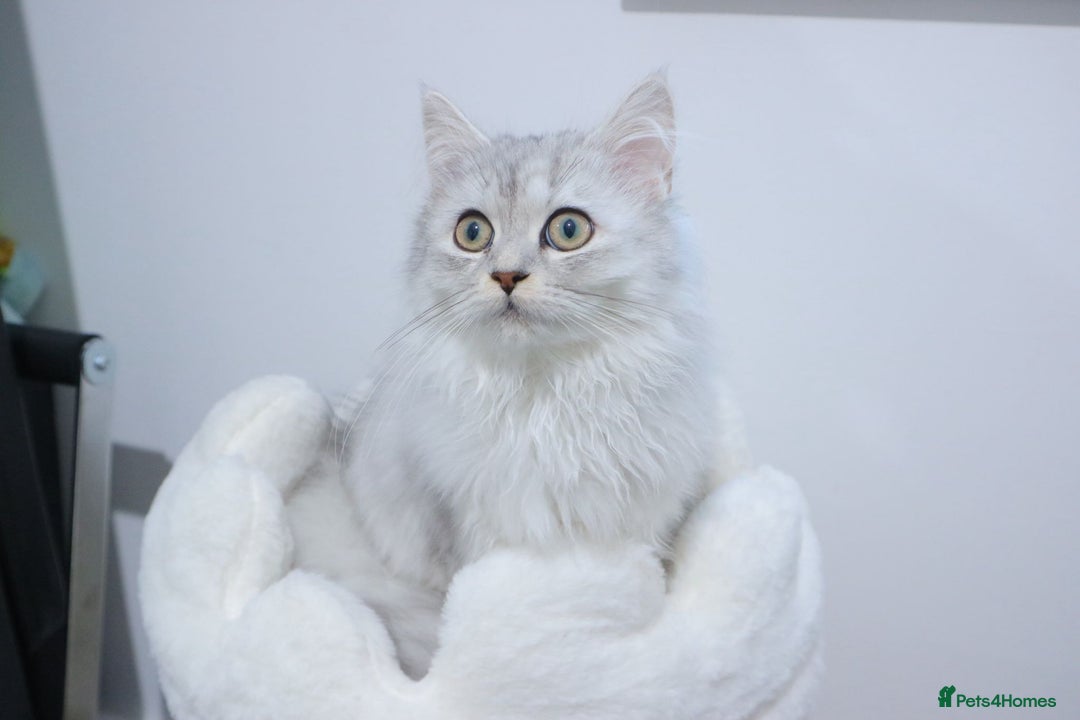 Persian cats for sale: Sliver Persian - Image 2