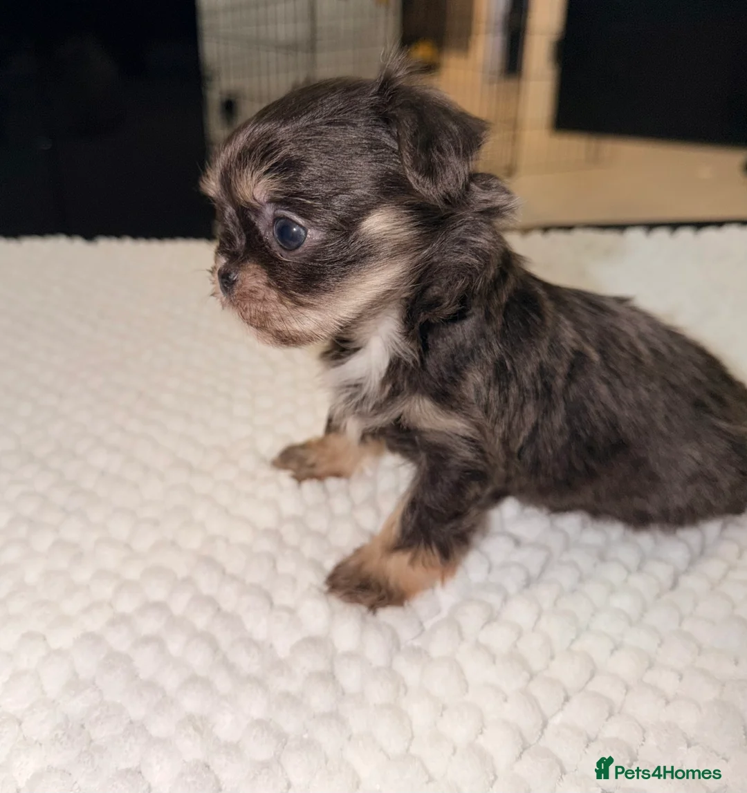 Mixed Breed dogs for sale: Adorable Tini malchi puppies  - Advert 6