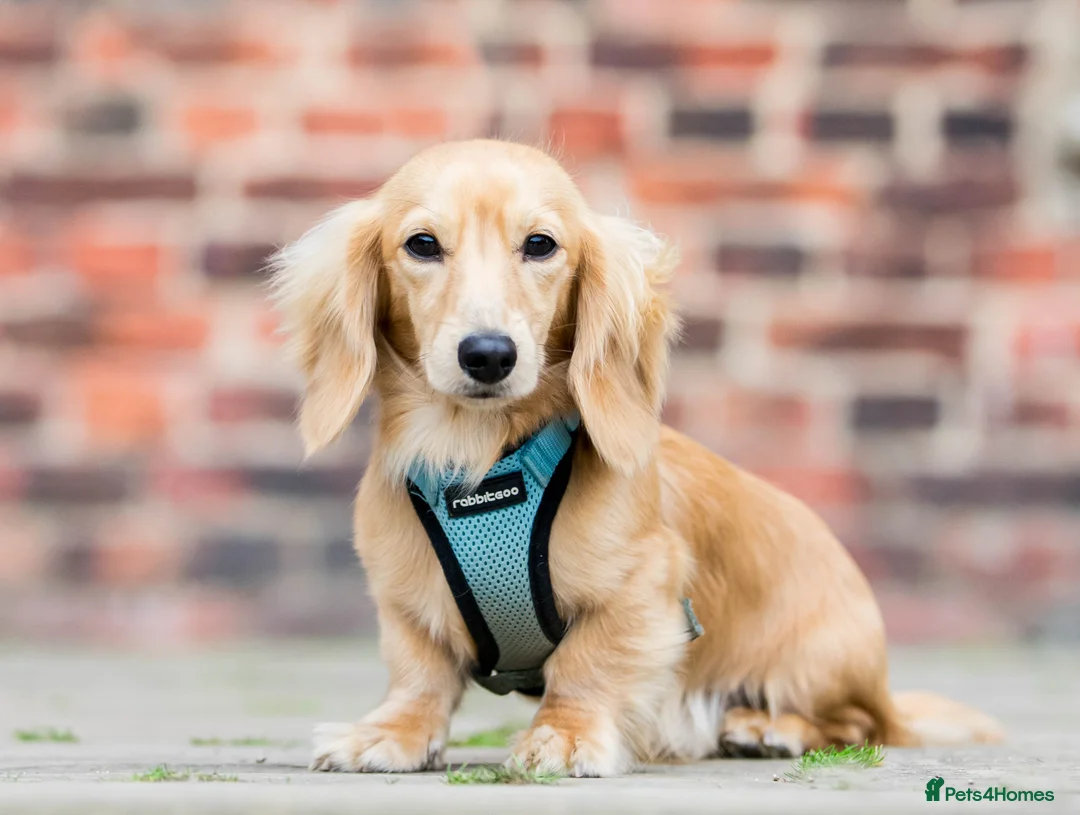 Dachshund dogs for stud: Isabella and tan miniature dapple  in Leeds - Advert 5