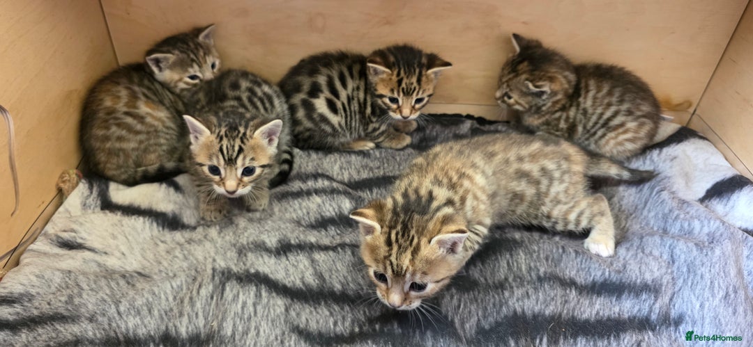 Bengal cats for sale: 5 Gorgeous Bengal/Cross kittens - Image 4
