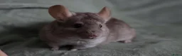 Chinchilla rodents for sale: HomoBeige Chinchilla Kit - Advert 6