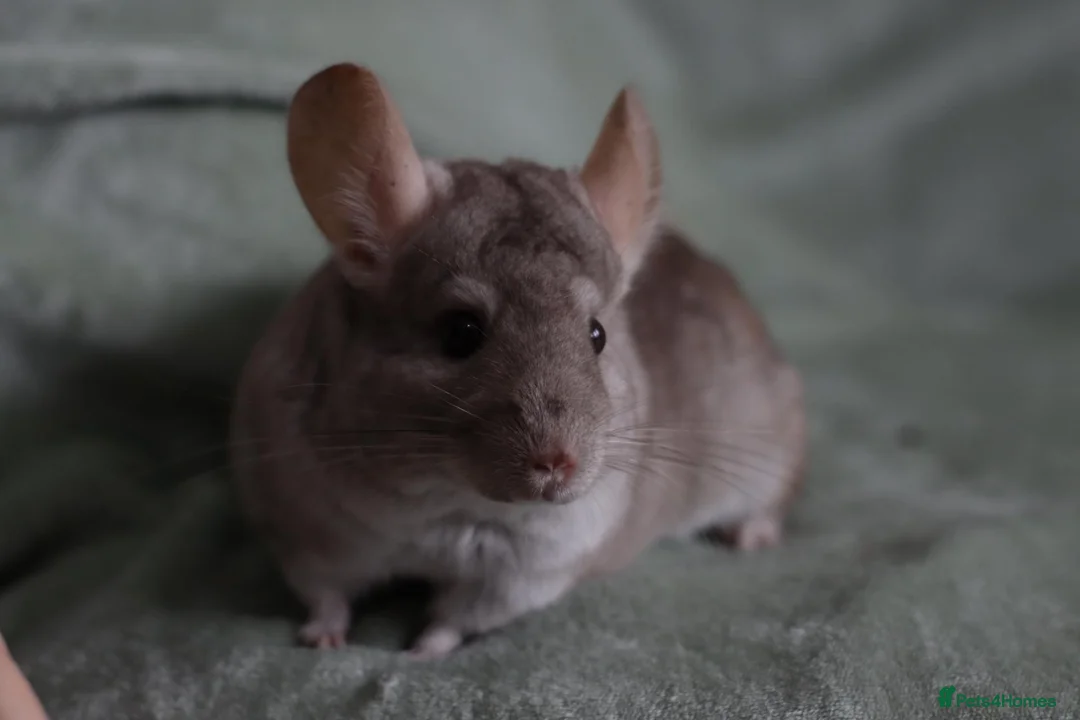 Chinchilla rodents for sale: HomoBeige Chinchilla Kit - Advert 6