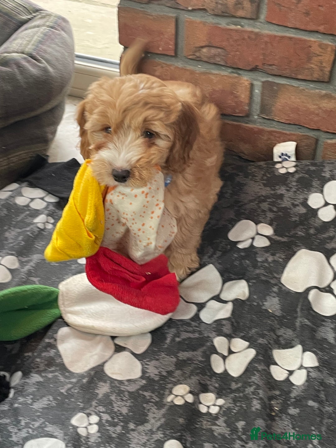 Cockapoo dogs for sale: F1 Cockapoo boys and girls - Image 15