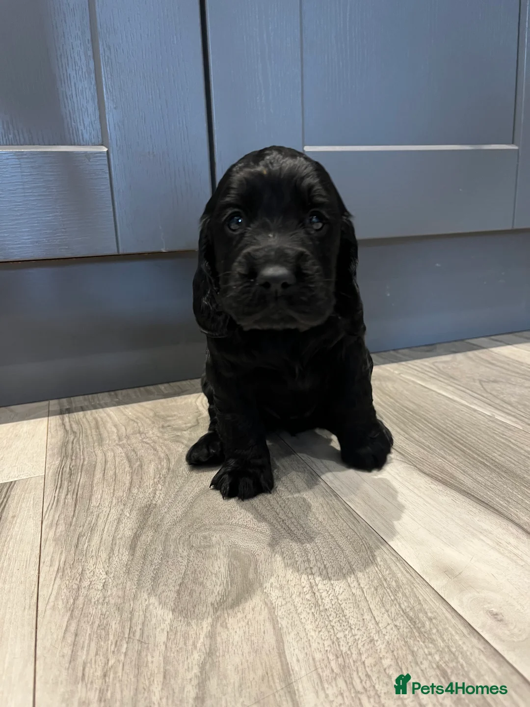 Cocker Spaniel dogs for sale: KC working cocker spaniel puppies  - Advert 4