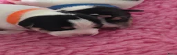 Jack Russell dogs for sale: Stunning Litter Traditional JRT Puppies 4M1F - Advert 9