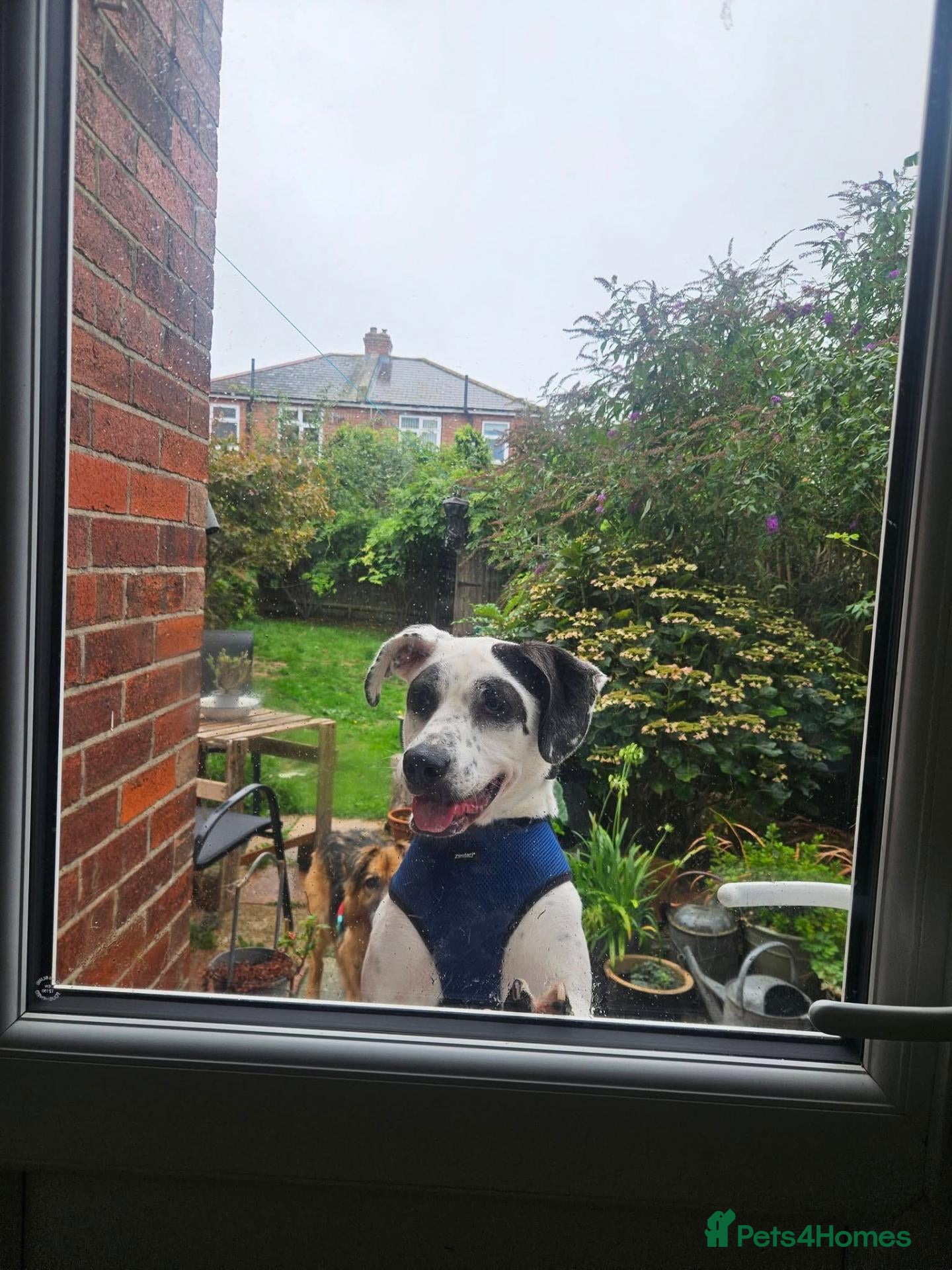 Mixed Breed dogs Flipper for adoption - Advert 2