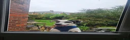 Mixed Breed dogs for adoption: Flipper for adoption in London - Advert 1