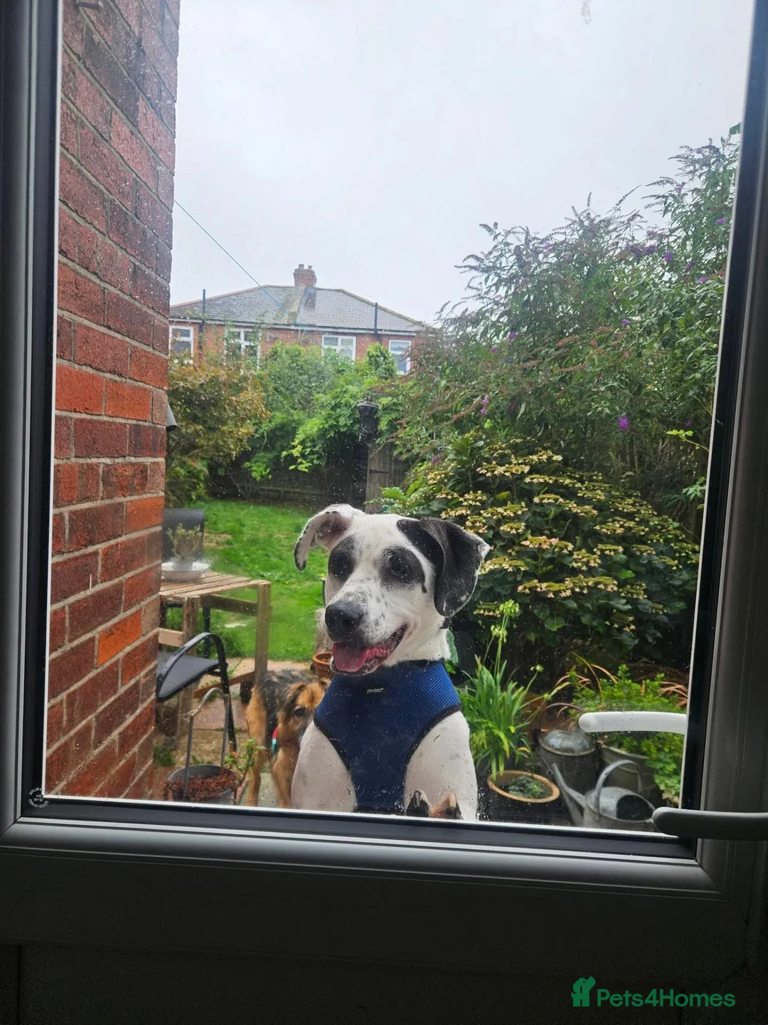 Mixed Breed dogs for adoption: Flipper for adoption in London - Advert 1