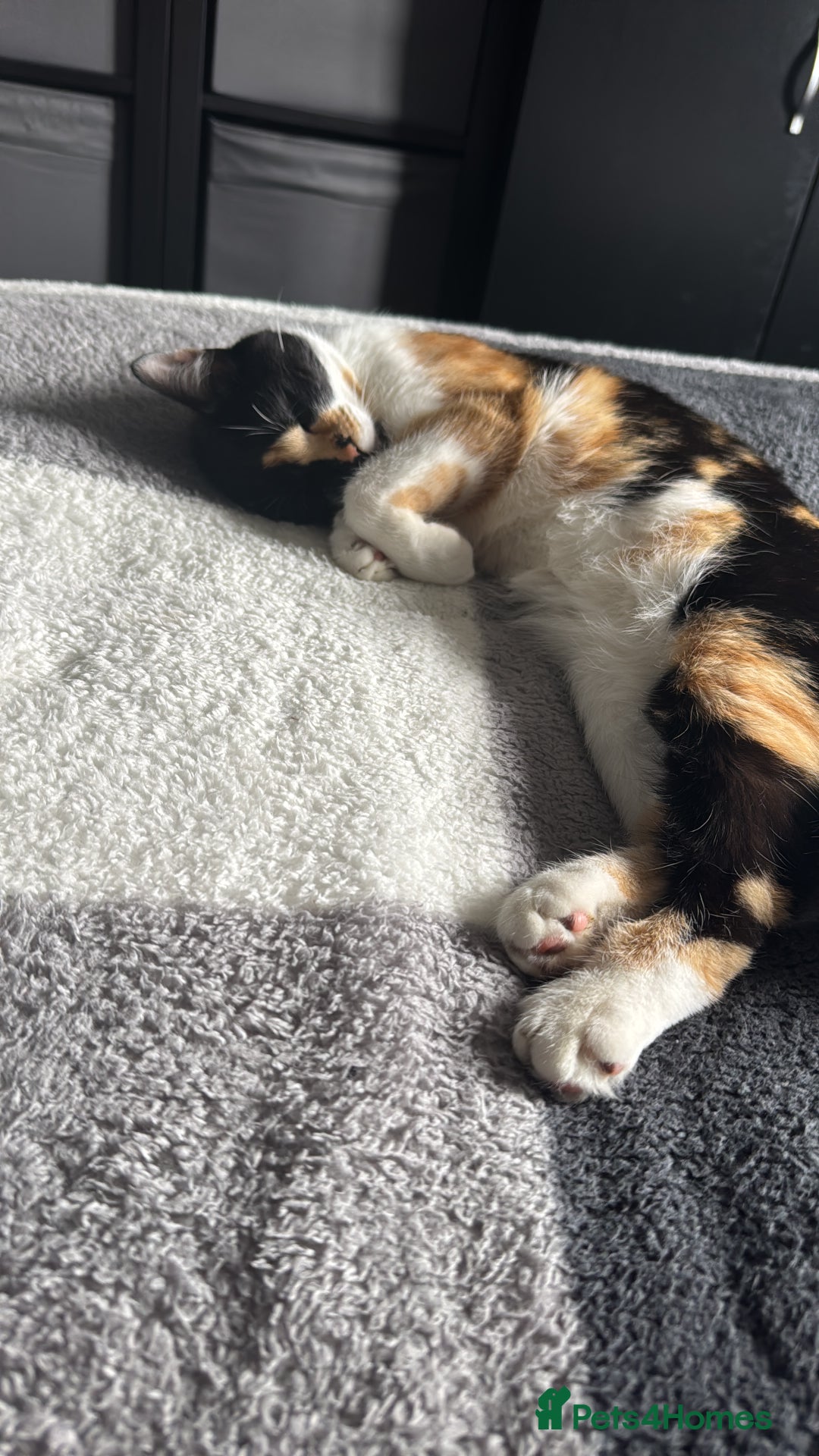 Mixed Breed cats for sale: Simba male kitten  - Advert 3