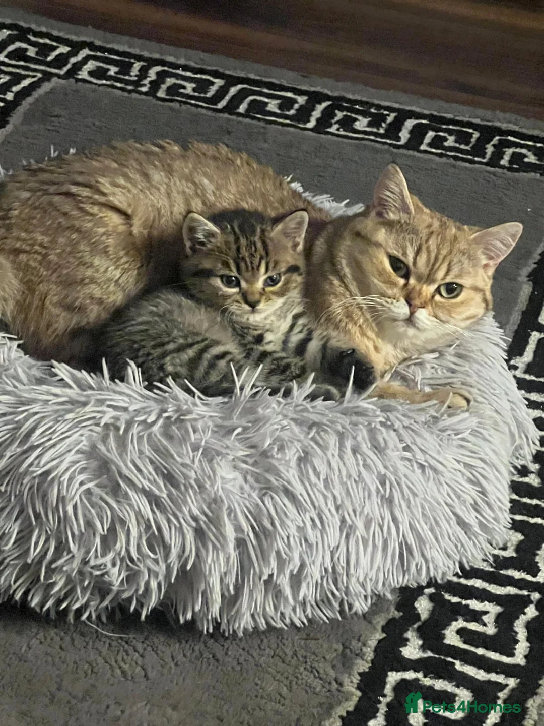 British Shorthair cats for sale: Chinchilla/British shorthair male kitten - Advert 1