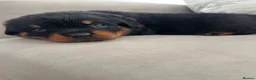 Rottweiler dogs for sale: OUTSTANDING QUALITY GERMAN ROTTWEILER PUPPIES  - Advert 22