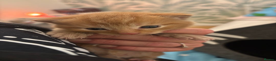 Mixed Breed Kitten 1