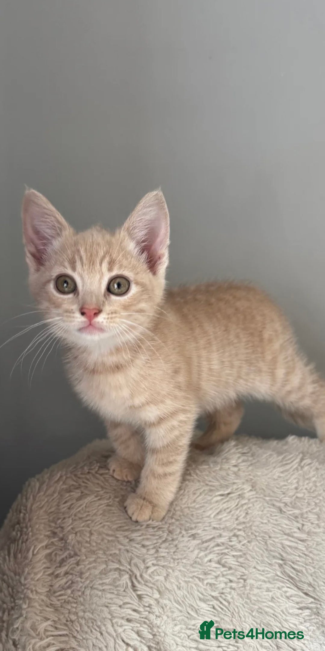 Mixed Breed cats for sale: 11 week old mixed breed kitten  - Advert 3