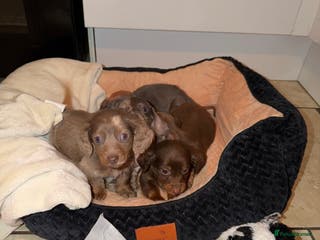 Miniature Dachshund dogs Miniature dachshunds ONLY Boys lefted - Advert 11