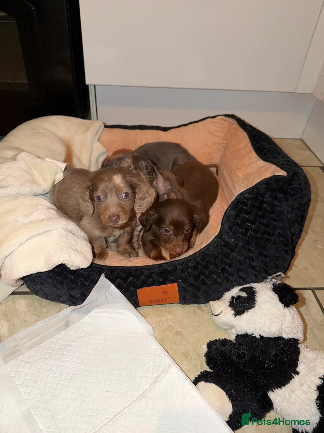 Miniature Dachshund dogs for sale: Miniature dachshunds  - Advert 1
