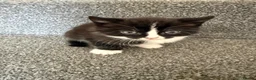 Mixed Breed cats for sale: Beautiful Ragdoll Cross Kittens – Ready Now  - Advert 4