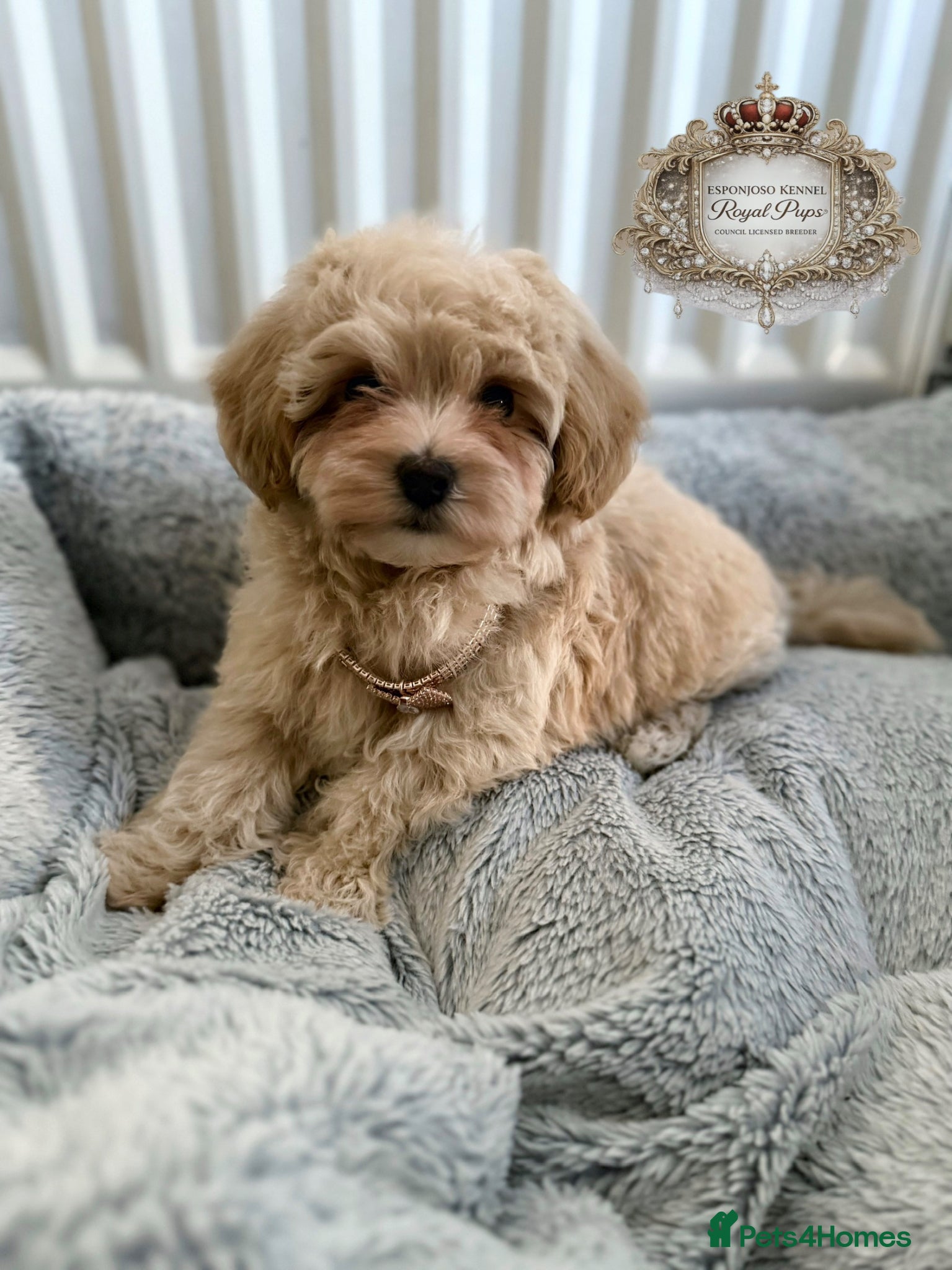 Maltipoo dogs ✨👑READY 🏡 One in a Million F1 Asian Maltipoo👑✨ - Advert 6