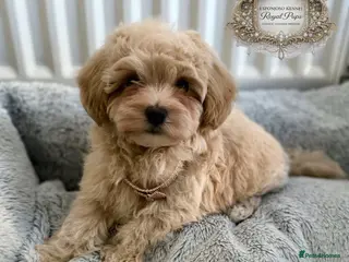 Maltipoo dogs ✨👑READY 🏡 One in a Million F1 Asian Maltipoo👑✨ - Advert 6