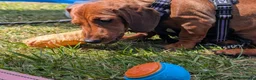 Mixed Breed dogs for sale: * Last Girl *Beautiful girl Dachshund x pug - Advert 26