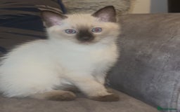 Ragdoll cats for sale: Beautiful RAGDOLL KITTENS  - Image 1