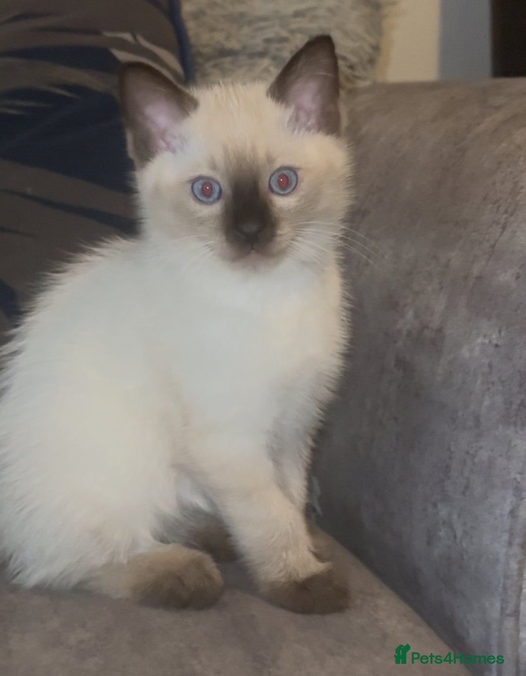 Ragdoll cats for sale: Beautiful RAGDOLL KITTENS  - Image 1