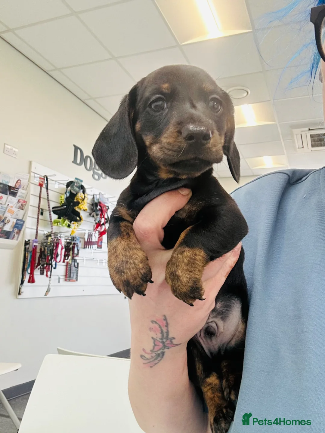 Miniature Dachshund dogs for sale: Miniature dachshund boy - Advert 2