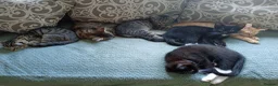 Mixed Breed cats for sale: 4 Tabby's 3 black and white  - Advert 3