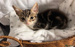 Bengal cats for sale: Bengal kittens ready now - Image 24