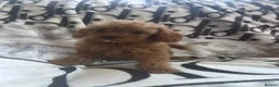 Cavapoo dogs for sale: Cavapoo - Advert 22