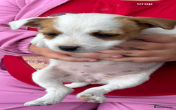 Jack Russell dogs for sale: Jack Russell bitch  - Advert 4