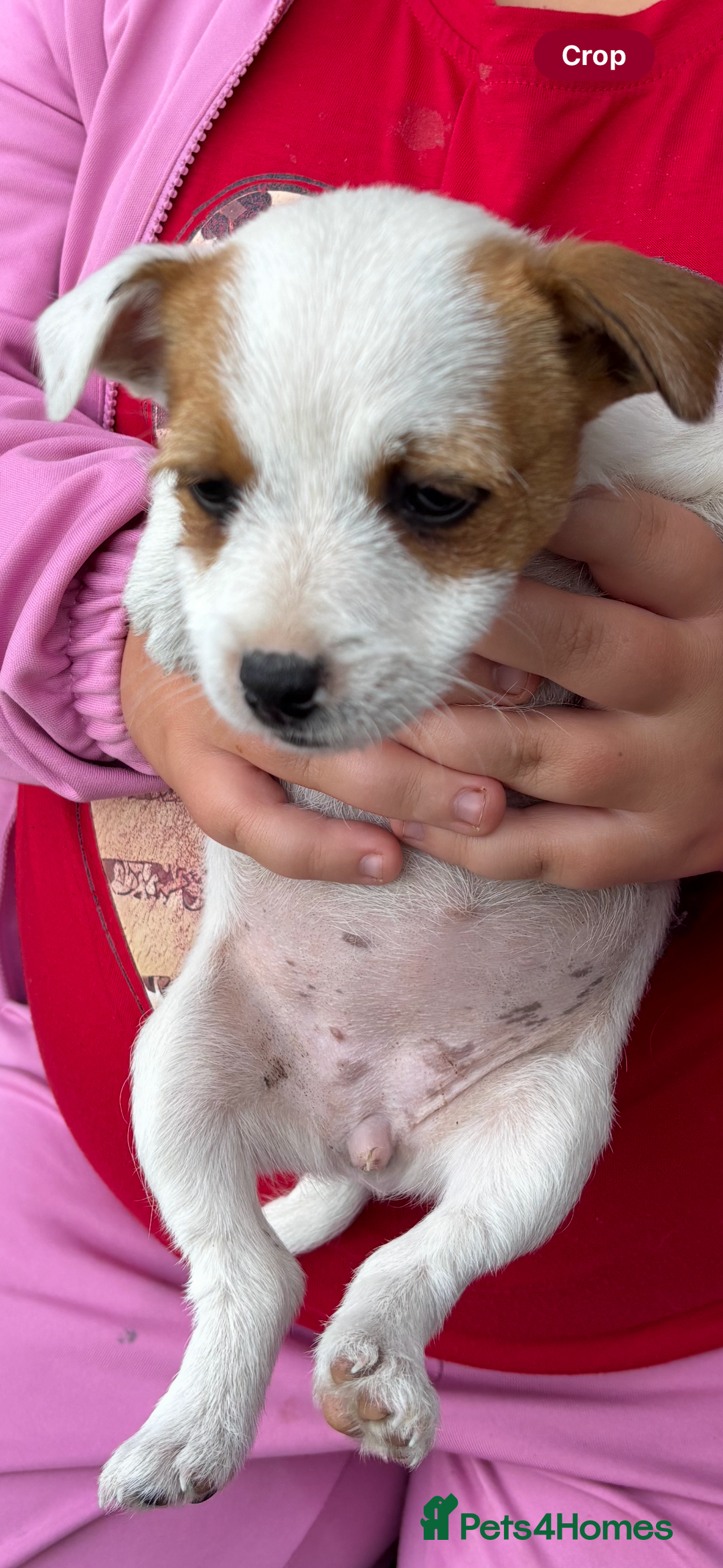 Jack Russell dogs for sale: Jack Russell bitch  - Advert 4