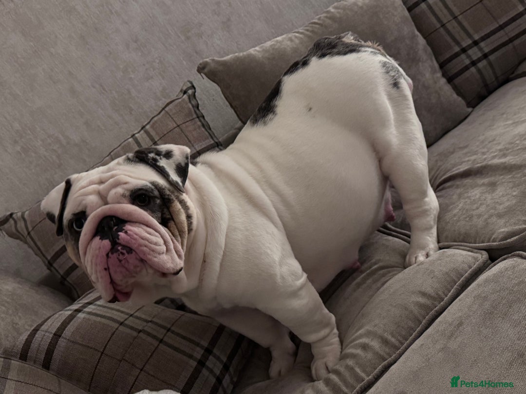 English Bulldog dogs for sale: English Bulldogs ready to leave 10/12/25  - Advert 18